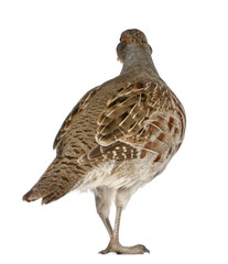 Grey Partridge, Perdix perdix