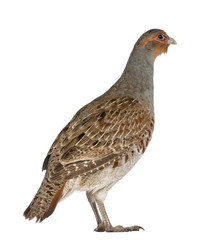 Grey Partridge, Perdix perdix