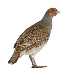 Portrait of Grey Partridge, Perdix perdix