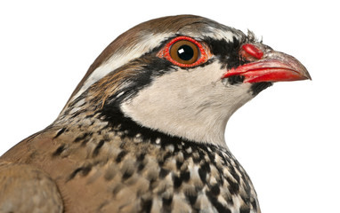 Close up of Red-legged Partridge or French Partridge