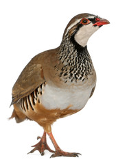 Red-legged Partridge or French Partridge, Alectoris rufa
