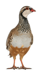 Red-legged Partridge or French Partridge, Alectoris rufa
