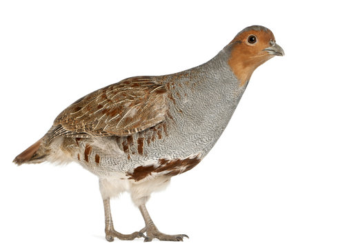 Fototapeta Portrait of Grey Partridge, Perdix perdix