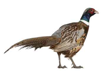 Male American Common Pheasant, Phasianus colchicus