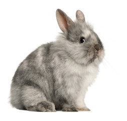 Portrait of a grey rabbit sitting in front of white background