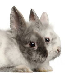 Obraz premium Portrait of rabbits in front of white background