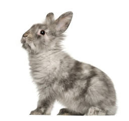 Rabbit sitting in front of white background
