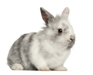 Obraz premium Rabbit sitting in front of white background