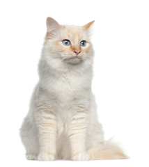 Birman cat, sitting in front of white background