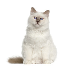 Portrait of Birman cat, 6 months old, sitting