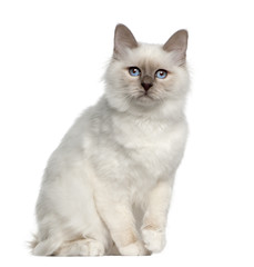 Portrait of Birman cat, 5 months old, sitting