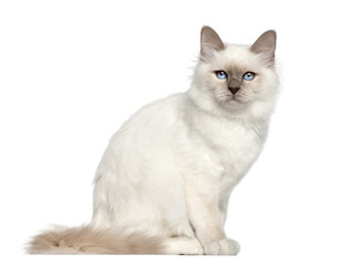 Portrait of Birman cat, 5 months old, sitting