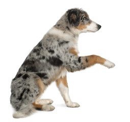 Puppy Australian shepherd playing, 5 months old, sitting