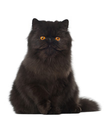 Portrait of Persian cat, 7 months old, sitting