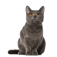 Chartreux cat, 9 months old, sitting
