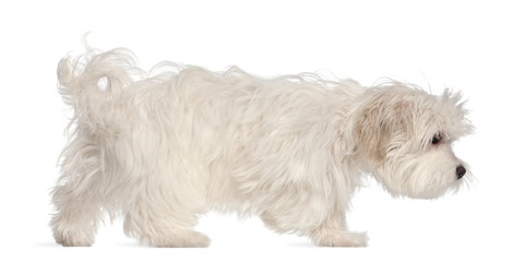 Maltese puppy, 5 months old, in front of white background