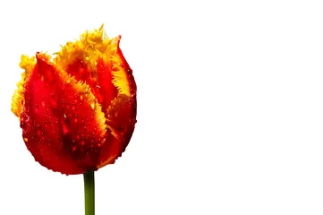 Papier Peint photo autocollant Tulipe tulipan