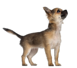 Obraz premium Chihuahua, 3 and a half months old, standing
