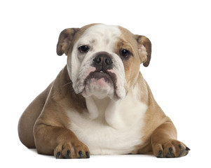 Portrait of English Bulldog, 7 months old
