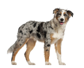 Portrait of Australian Shepherd, 5 and a half months old