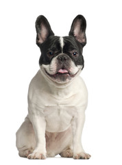 Fototapeta premium Portrait of French Bulldog, 2 years old, sitting