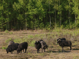 Fototapeta na wymiar Flock of Sheep