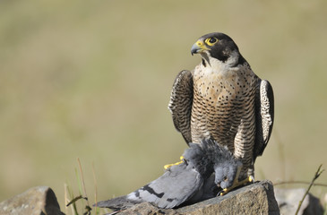 Magnífico ejemplar de halcón peregrino.