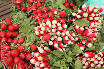 bundles of red and white radishes at market