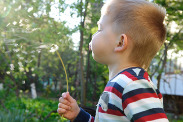 Blowing on dandelion