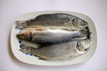 europäischer Wolfsbarsch,dicentrarchus labrax