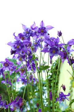 Akelei - zart lila /   Aquilegia vulgaris