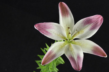 pink and white lily in marco