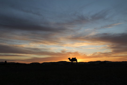 silouette of camel on colorful sunset