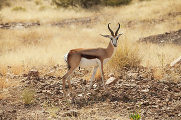 Springbok