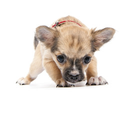 scared funny Chihuahua puppy over white background