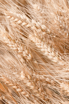 Closeup of ripe wheat