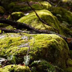 Lichen