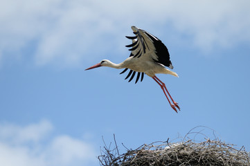 Flying White Stork Over the Nest