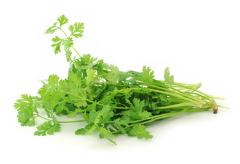 Fresh organic raw coriander leaf isolated on white background. C