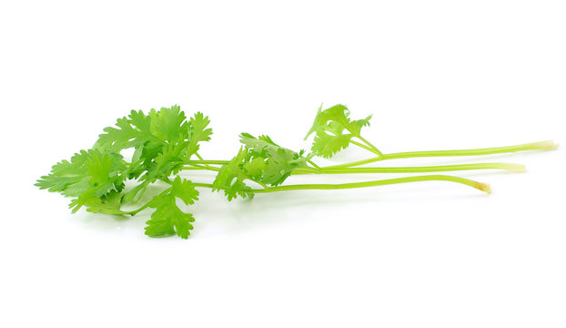 Fresh organic raw coriander leaf isolated on white background. C