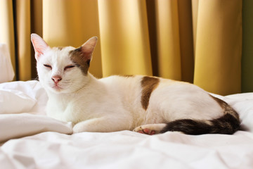 Fototapeta na wymiar Cat on a bed to sleep.