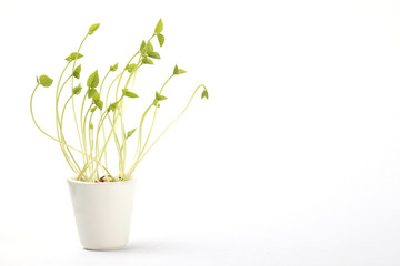 plant sprouts on white little pot