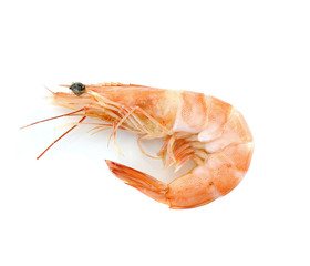 shrimps on a white background