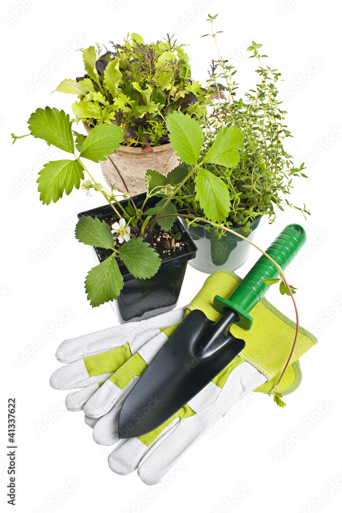 Wall mural Gardening tools and plants