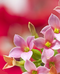 small pink flowers, close up, a red flower in the background