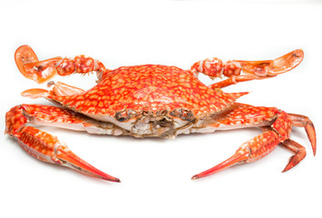 Steamed blue crab on white