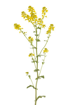 Barbarea vulgaris