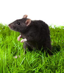 Rat in green grass