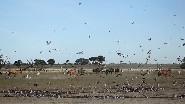 Cape turtle doves and playful red hartebeest, Kalahari desert