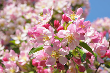 Flowering apple tree in the city garden
